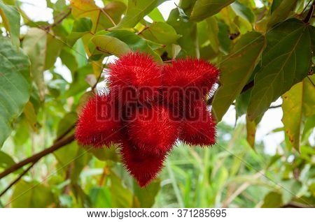 A Beautiful Colourful Red Tropical Flower Lipsticktree (bixa Orellana)