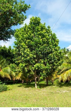 Green Tropical Tree : Terminalia A Member Of Bushwillow Family Family Combretaceae, Seychelles