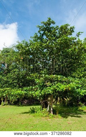 Green Tropical Tree : Terminalia A Member Of Bushwillow Family Family Combretaceae, Seychelles