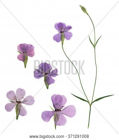 Pressed And Dried Flowers Viscaria. Isolated On White Background. For Use In Scrapbooking, Floristry