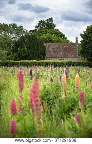 Beautiful Summer Meadow Of Vibrant Lupin Flowers In English Countryside Garden Using Shallow Depth O