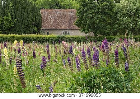 Beautiful Summer Meadow Of Vibrant Lupin Flowers In English Countryside Garden