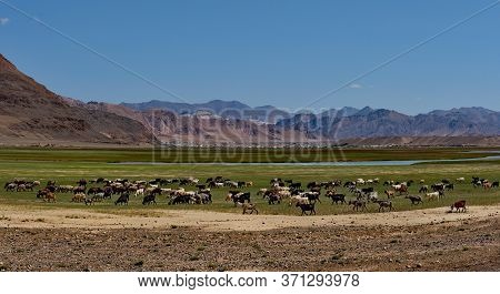 Tajikistan. North-eastern Section Of The Pamir Highway. A Herd Of Goats Graze In The Valley Of The M