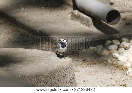 Close-up Portrait Of A White Wagtail, Motacilla Alba, Bird With White, Gray And Black Feathers