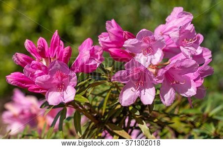 Close Up Image Of Rhododendron Ponticum Filigran (rhododendron Ponticum)