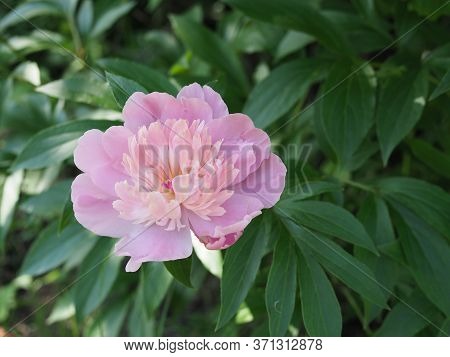 Pink Peonies In The Garden. Pink Peony Macro Photo. Burgundy Peony Flower. Closeup Of Pink Peonies I