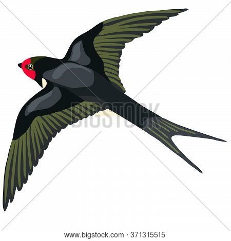Black Swallow In A Natural Style Flies Spread Its Wings, Isolated Object On A White Background, Vect