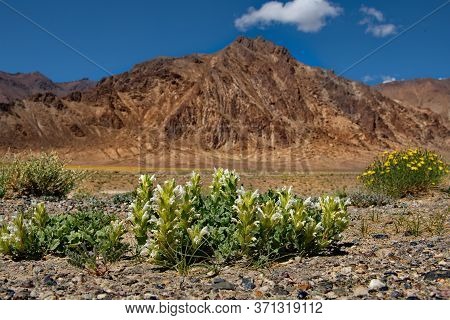 Central Asia. Tajikistan. Scant Flowers Of Desert Valleys Between Endless Mountain Ranges Along The 