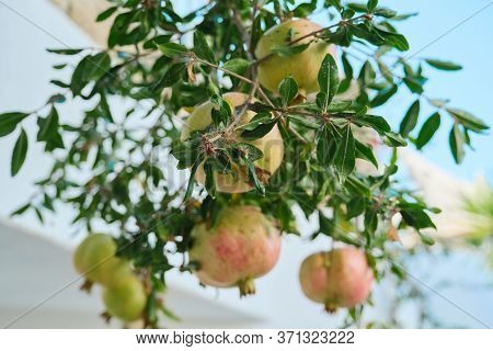 Pests On Pomegranate Tree, Closeup Branch With Fruits.