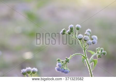 Little Ironweed, Ash Coloured Fleabane, Ash Coloured Ironweed Or Purple Flowered Fleabane Bloom On N
