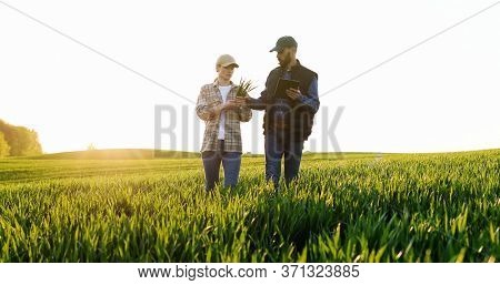 Caucasian Woman And Man In Hats Walking In Field And Talking About Harvest. Male Showing To Female S