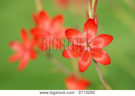 ลิลลี่สีแดงมะกรูด Schizostylis เข็มใหญ่