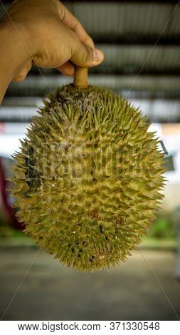 Close Up Detail View Hand Holding Ripe Durian Fruit After Fall From Tree. King Of Fruits In Southeas