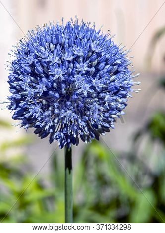 Blooming Blue Decorative Onion Plant With The Latin Name Allium Caeruleum On A Blurred Natural Backg