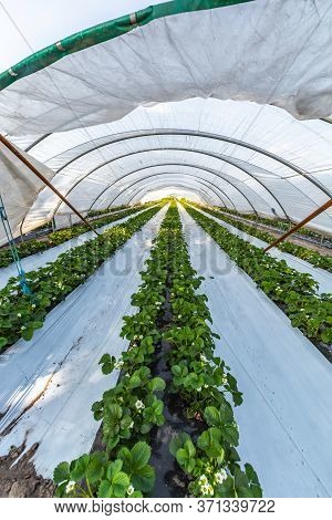 Cultivation Of Strawberry Fruits Using The Plasticulture Method, Plants Growing On Plastic Mulch In
