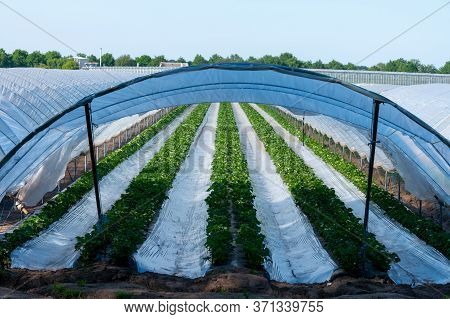 Cultivation Of Strawberry Fruits Using The Plasticulture Method, Plants Growing On Plastic Mulch In