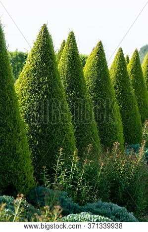 Well Shaped Green Conical Thuja Coniferous Trees In Garden