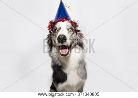 Happy Dog Party With A Blue Birthday Hat. Isolated On Gray Background.