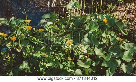 Flowering Of Young Water Lilies In The Swamp. Aquatic Floating Plants In The Northern Regions.