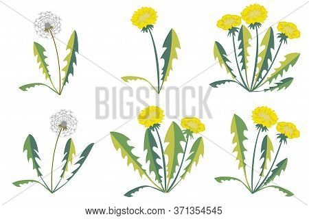 Pattern With Dandelions On Simple Background. Flat Design.