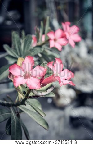 Beautiful Pink Adenium Flowers On Blur Green Leaves Background Closeup. Adenium Obesum Is Grown As A