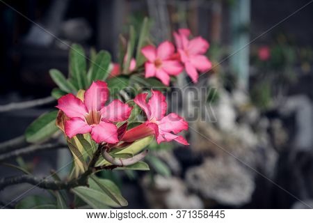 Beautiful Pink Adenium Flowers On Blur Green Leaves Background Closeup. Adenium Obesum Is Grown As A