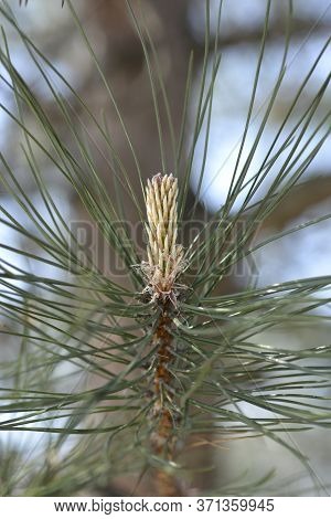 Black Pine - Latin Name - Pinus Nigraa