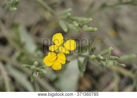 Alpine Wallflower  - Latin Name - Erysimum Cheiri