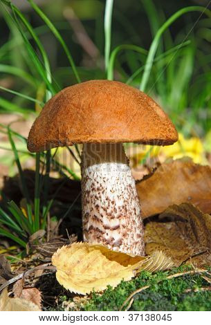 Yksi oranssi lippis boletus ruoho