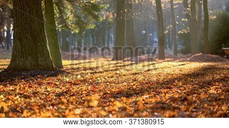 Beautiful Autumn Park With A Carpet Of Fallen Orange Leaves And Firs In Bright Yellow Sunlight In Na