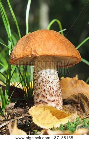 Yksi oranssi lippis boletus ruoho