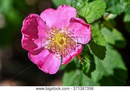 Pink Climbing Rose In A Spring Garden