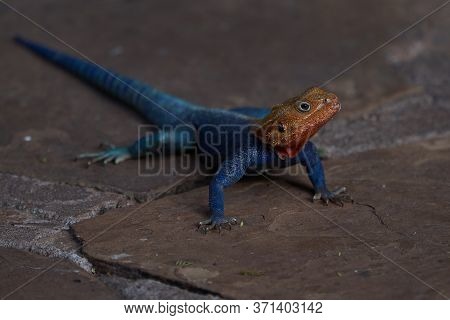 Common Agama Red Headed Rock Agama Or Rainbow Agama A Lizard Family Agamidae Male Amboseli Kenya
