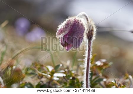 Pulsatilla Vulgaris Pasqueflower Buttercup Family Ranunculaceae Anemone