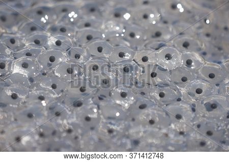 Frog Toad Spawn Texture Macro Bright Mountain Light