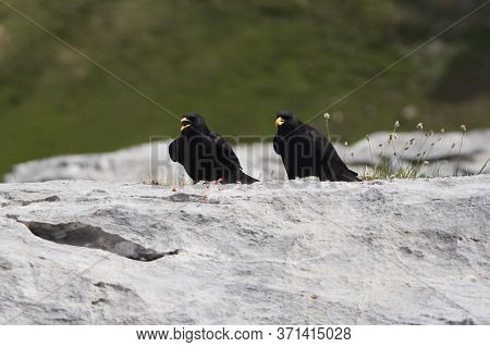 Alpine Chough Yellow Billed Pyrrhocorax Graculus Crow Pyrrhocorax Switzerland Mountain Flight