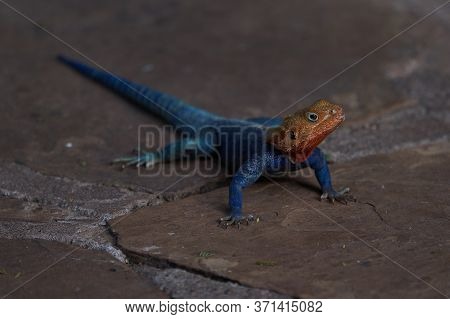 Common Agama Red Headed Rock Agama Or Rainbow Agama A Lizard Family Agamidae Male Amboseli Kenya