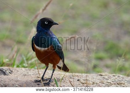 Superb Starling Lamprotornis Superbus Formerly Known As Spreo Superbus Kenya Tanzania