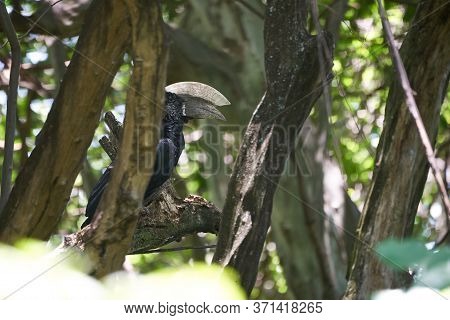 Silvery Cheeked Hornbill Bycanistes Brevis Tanzania Lake Manyara