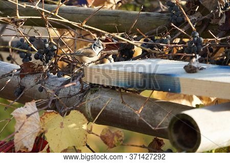 European Crested Tit Lophophanes Cristatus Parus Cristatus A Passerine Bird In The Family Paridae
