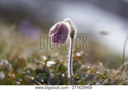 Pulsatilla Vulgaris Pasqueflower Buttercup Family Ranunculaceae Anemone