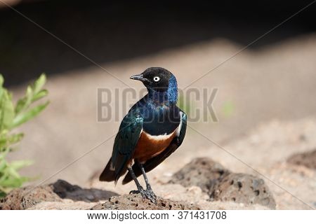 Superb Starling Lamprotornis Superbus Formerly Known As Spreo Superbus Kenya Tanzania