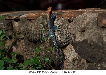 Common Agama Red Headed Rock Agama Or Rainbow Agama A Lizard Family Agamidae Male Amboseli Kenya