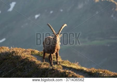 Capricorn Alpine Ibex Capra Ibex Mountain Swiss Alps
