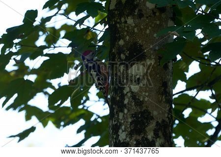 Middle Spotted Woodpecker Dendrocoptes Medius Europe Tree
