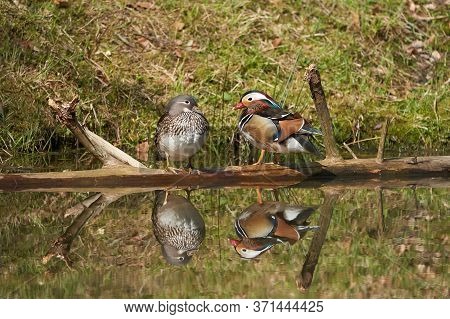 Mandarin Duck Aix Galericulata Perching Couple Water Reflection Colours
