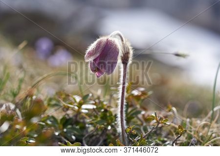 Pulsatilla Vulgaris Pasqueflower Buttercup Family Ranunculaceae Anemone