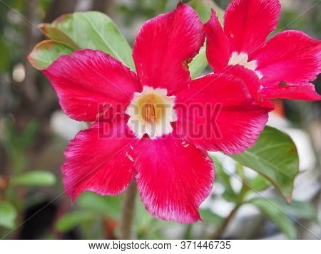 Adenium Flower (adenium Obesum), Dark Red, A Popular Ornamental Plant.
