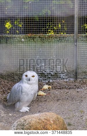 Snowy Owl Sits On The Ground Looking Straight Into The Camera