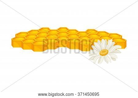 Honey Omb With Hexagonal Wax Cells And Flowers Vector Illustration